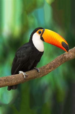  シロハラクイナ！南米の熱帯雨林に生息する、色彩豊かでエキゾチックな鳥